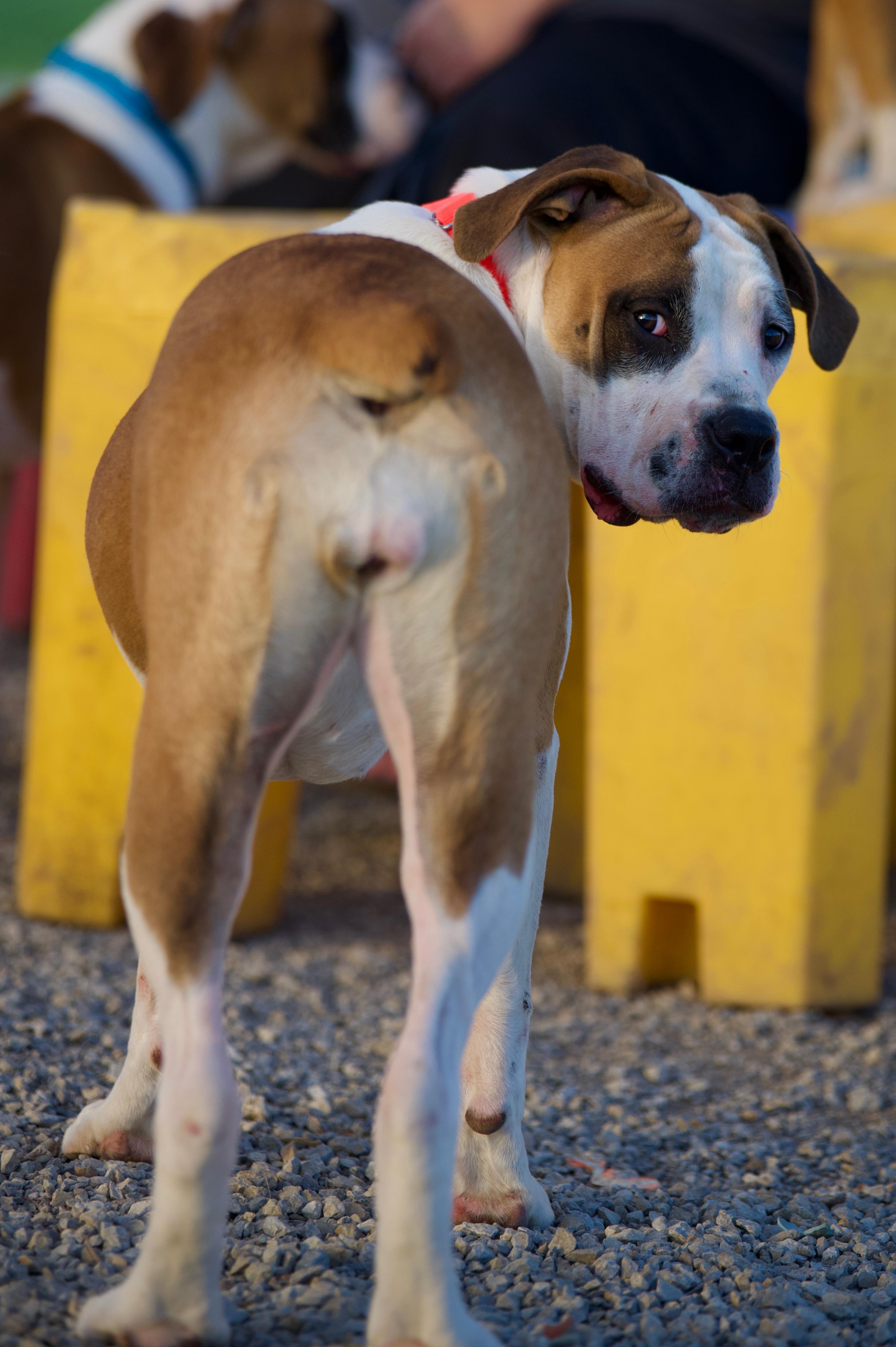 Fabian, an adoptable Boerboel, Boxer in Hiawatha, KS, 66434 | Photo Image 5