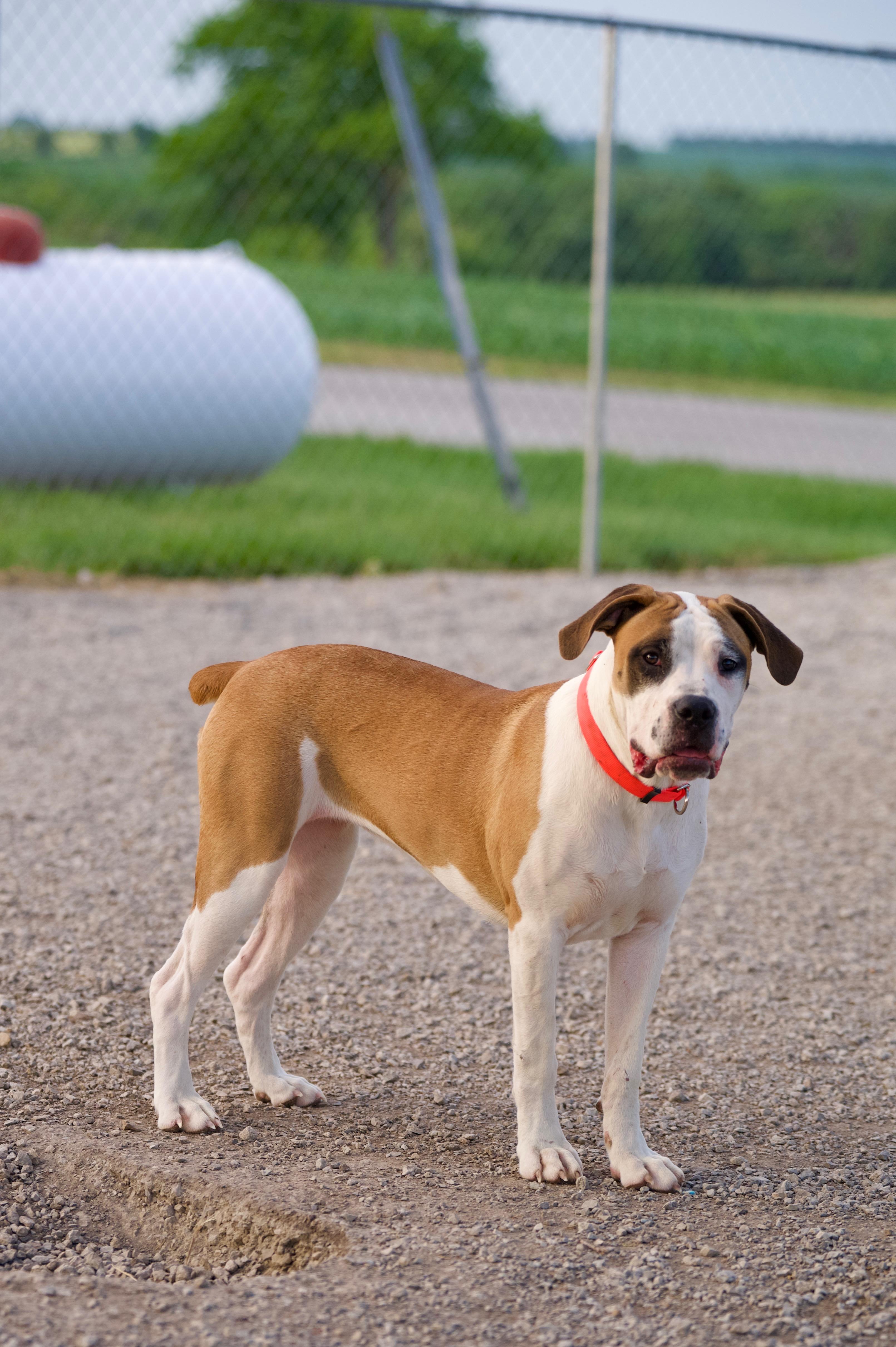Fabian, an adoptable Boerboel, Boxer in Hiawatha, KS, 66434 | Photo Image 1