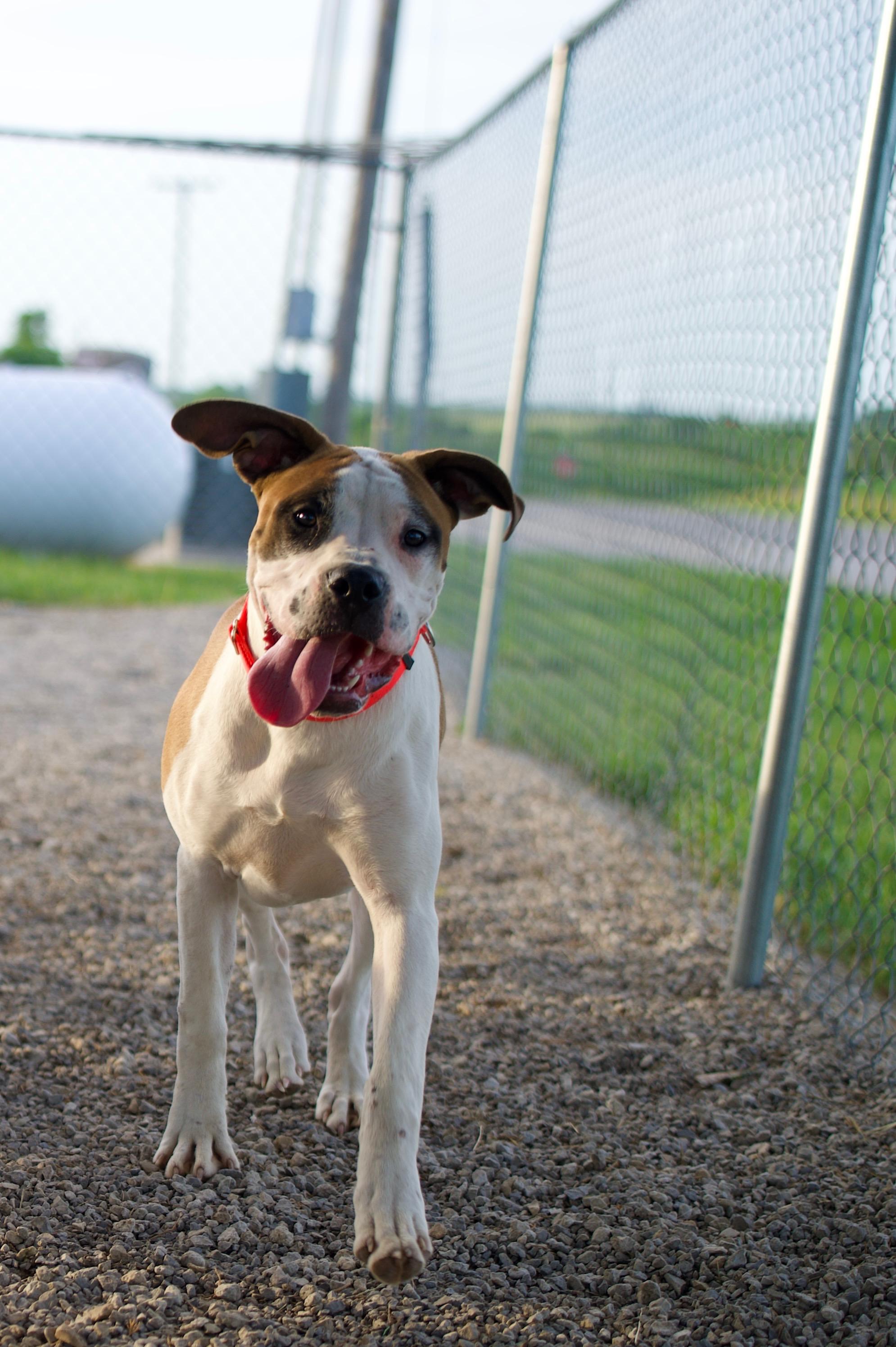 Fabian, an adoptable Boerboel, Boxer in Hiawatha, KS, 66434 | Photo Image 3