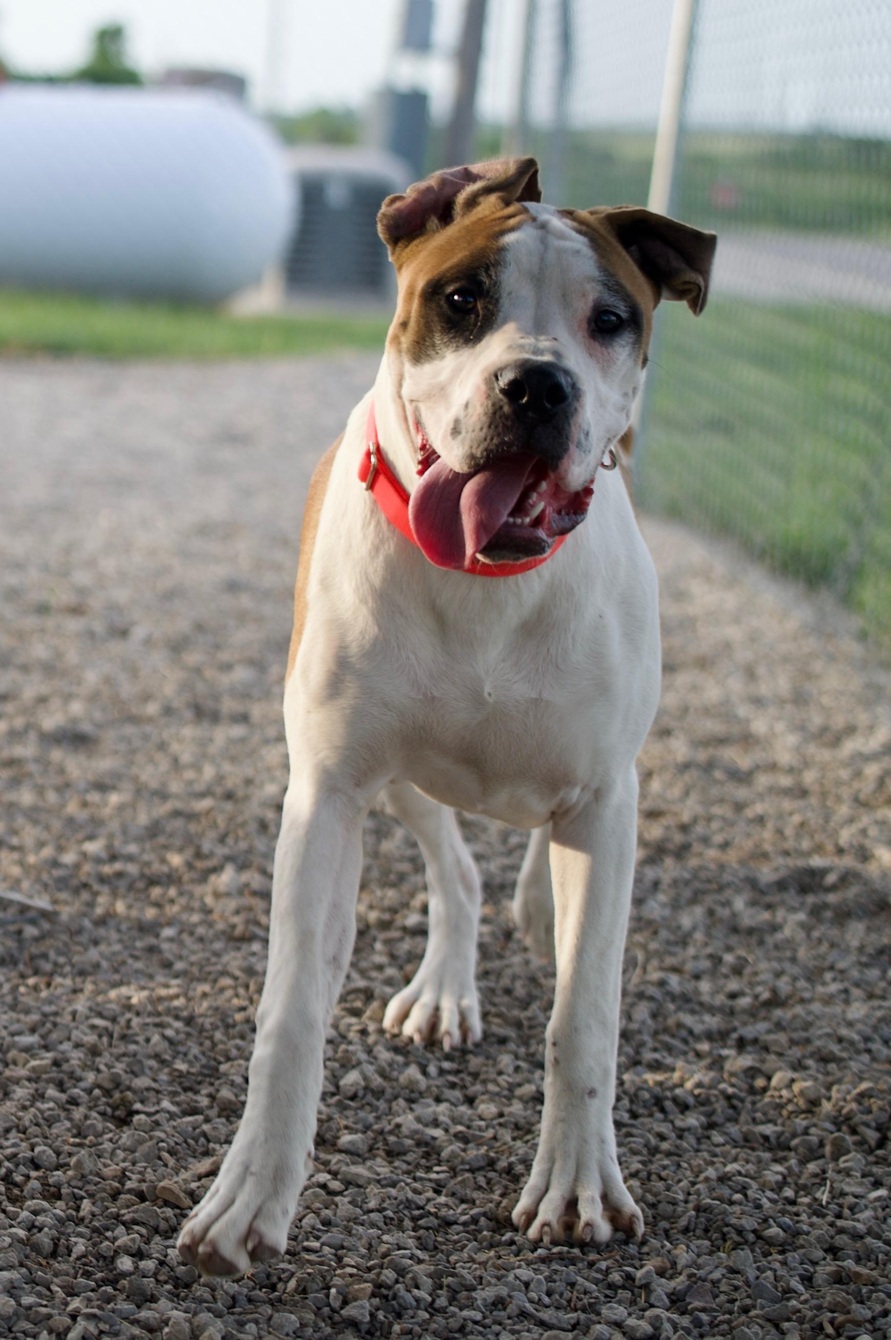 Fabian, an adoptable Boerboel, Boxer in Hiawatha, KS, 66434 | Photo Image 4