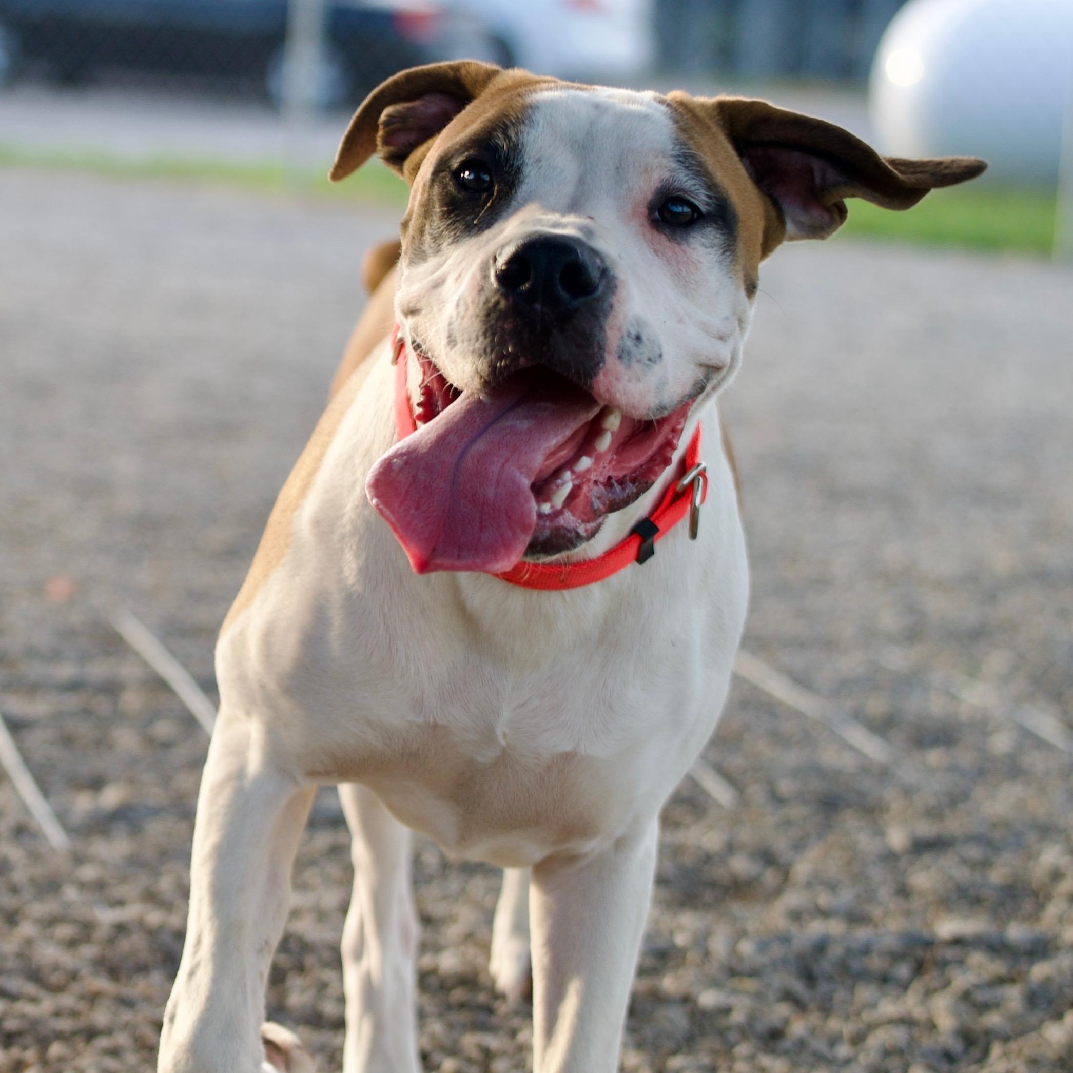 Fabian, an adoptable Boerboel, Boxer in Hiawatha, KS, 66434 | Photo Image 2