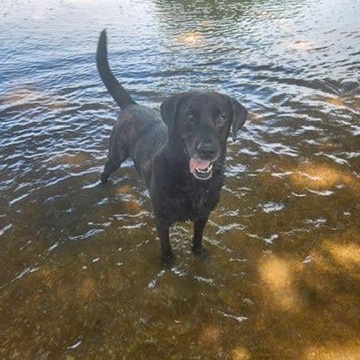 Finn, a Adoptable Black Labrador Retriever in Houston, TX image 4/6