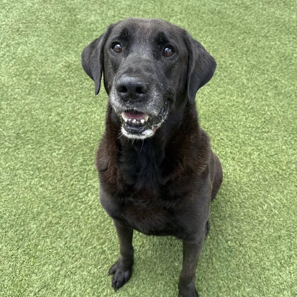 Enlarge Finn, a Adoptable Black Labrador Retriever in Houston, TX image 2/5