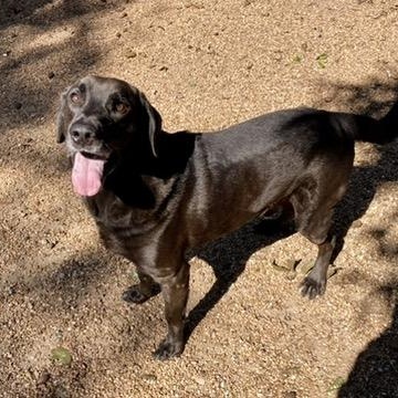 Finn, a Adoptable Black Labrador Retriever in Houston, TX image 6/6