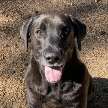 Finn, a Adoptable Black Labrador Retriever in Houston, TX image 5/6