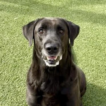 Enlarge Finn, a Adoptable Black Labrador Retriever in Houston, TX image 1/6