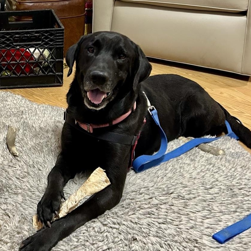 Finn, Adoptable, Adult Male Black Labrador Retriever.