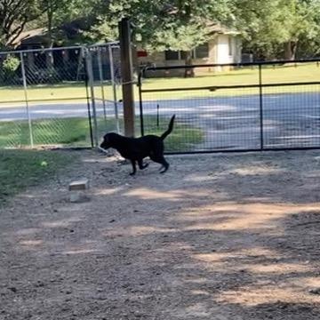 Finn, a Adoptable Black Labrador Retriever in Houston, TX image 2/6