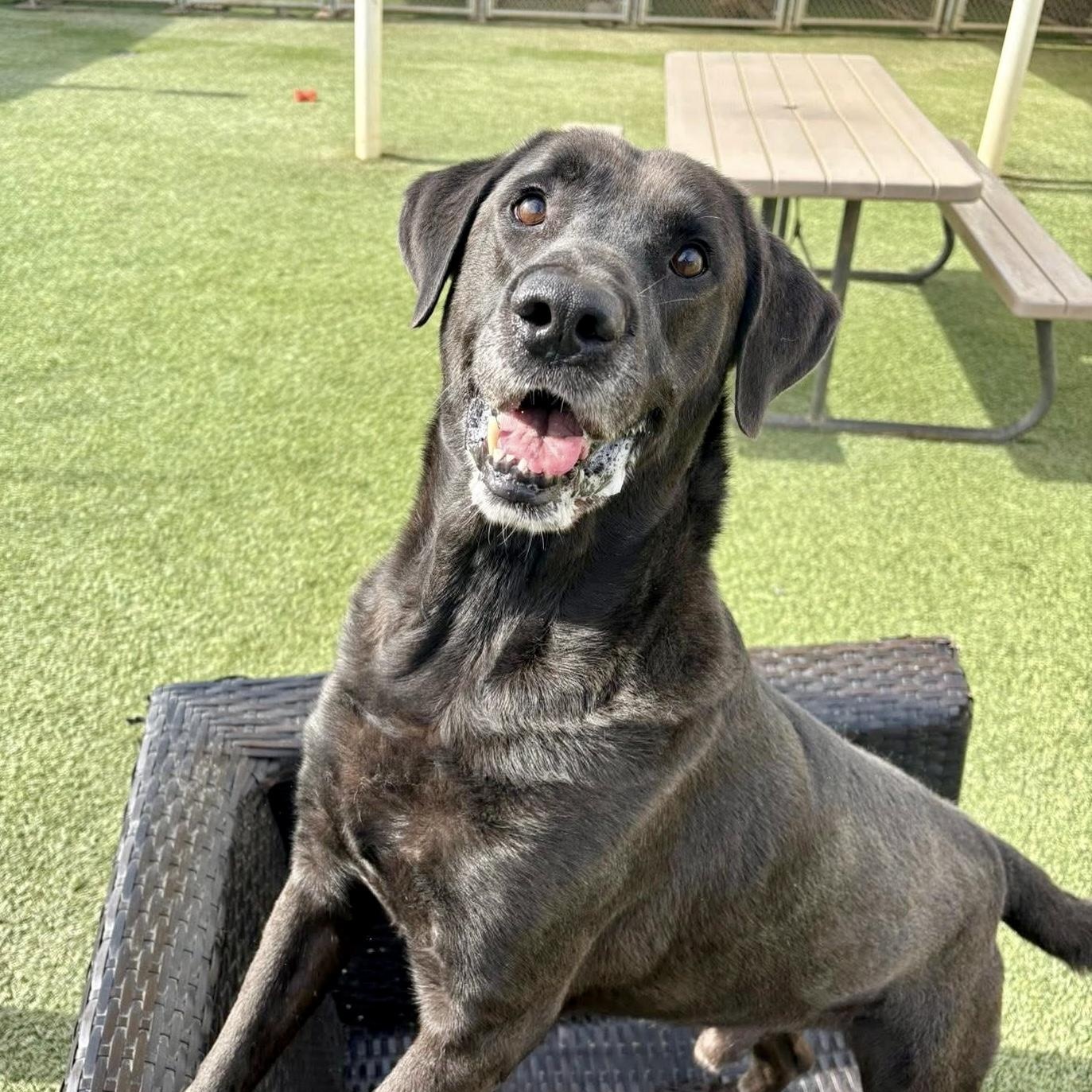 Enlarge Finn, a Adoptable Black Labrador Retriever in Houston, TX image 6/6