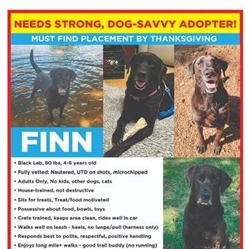 Finn, a Adoptable Black Labrador Retriever in Houston, TX image 3/6