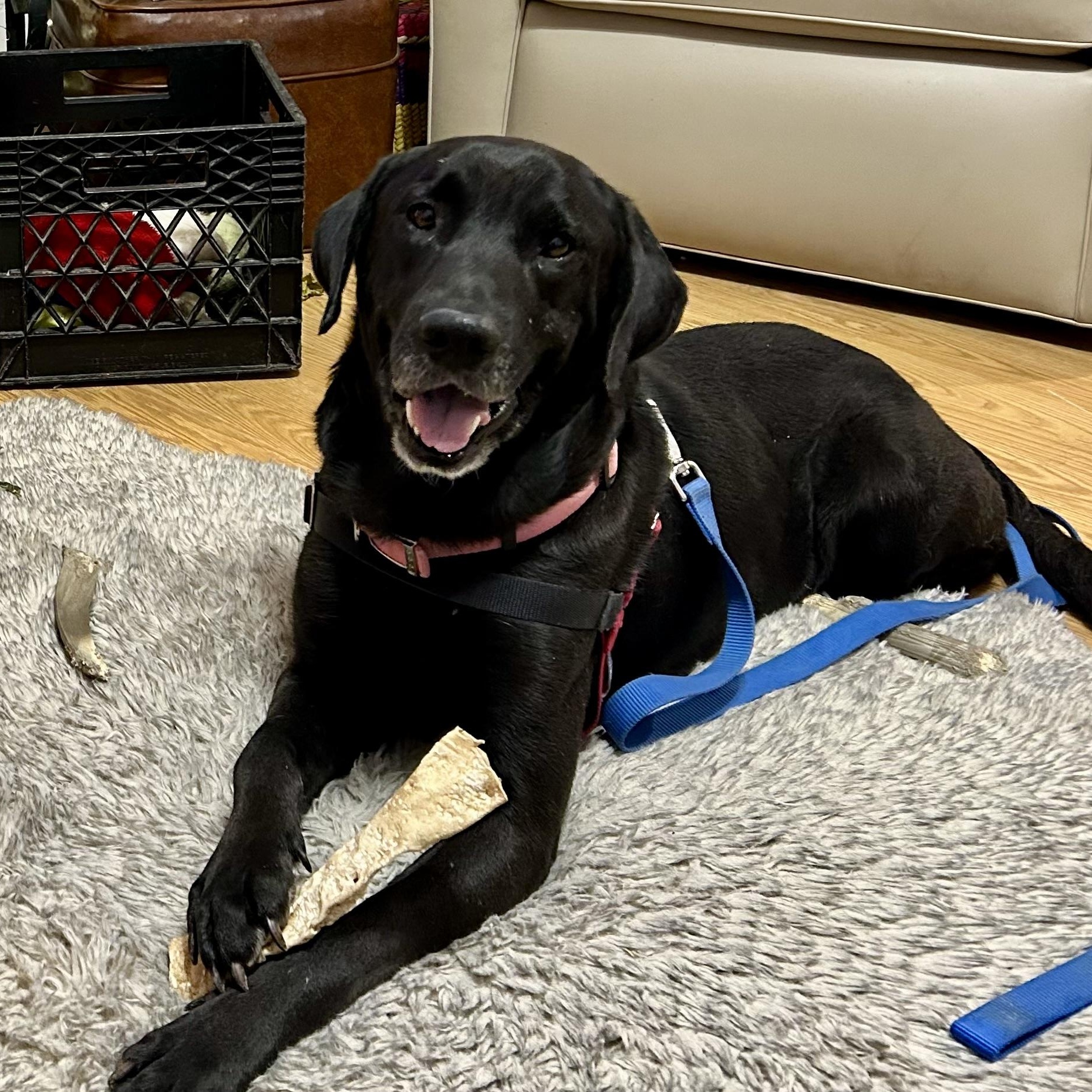 Finn, Adoptable, Adult Male Black Labrador Retriever.