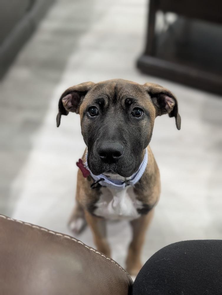 Ardis, Adoptable, Puppy Female Mastiff.