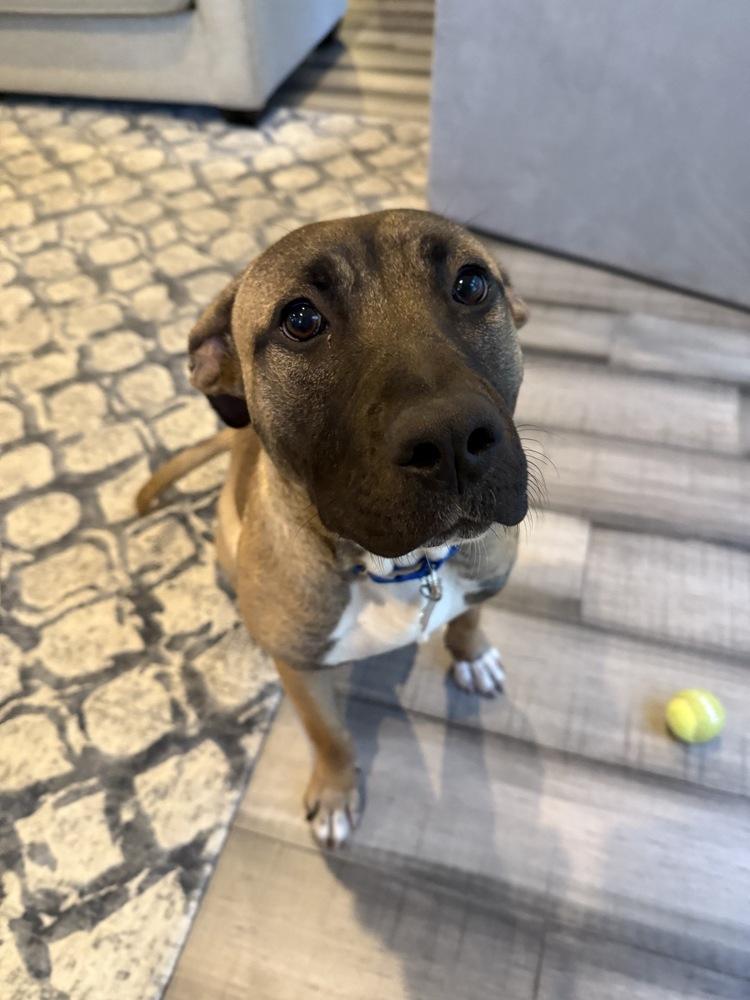 Ardis, Adoptable, Puppy Female Mastiff.