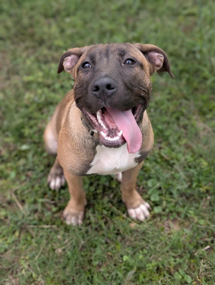 Ardis, a Adoptable mixed breed in Boston, MA image 2/6