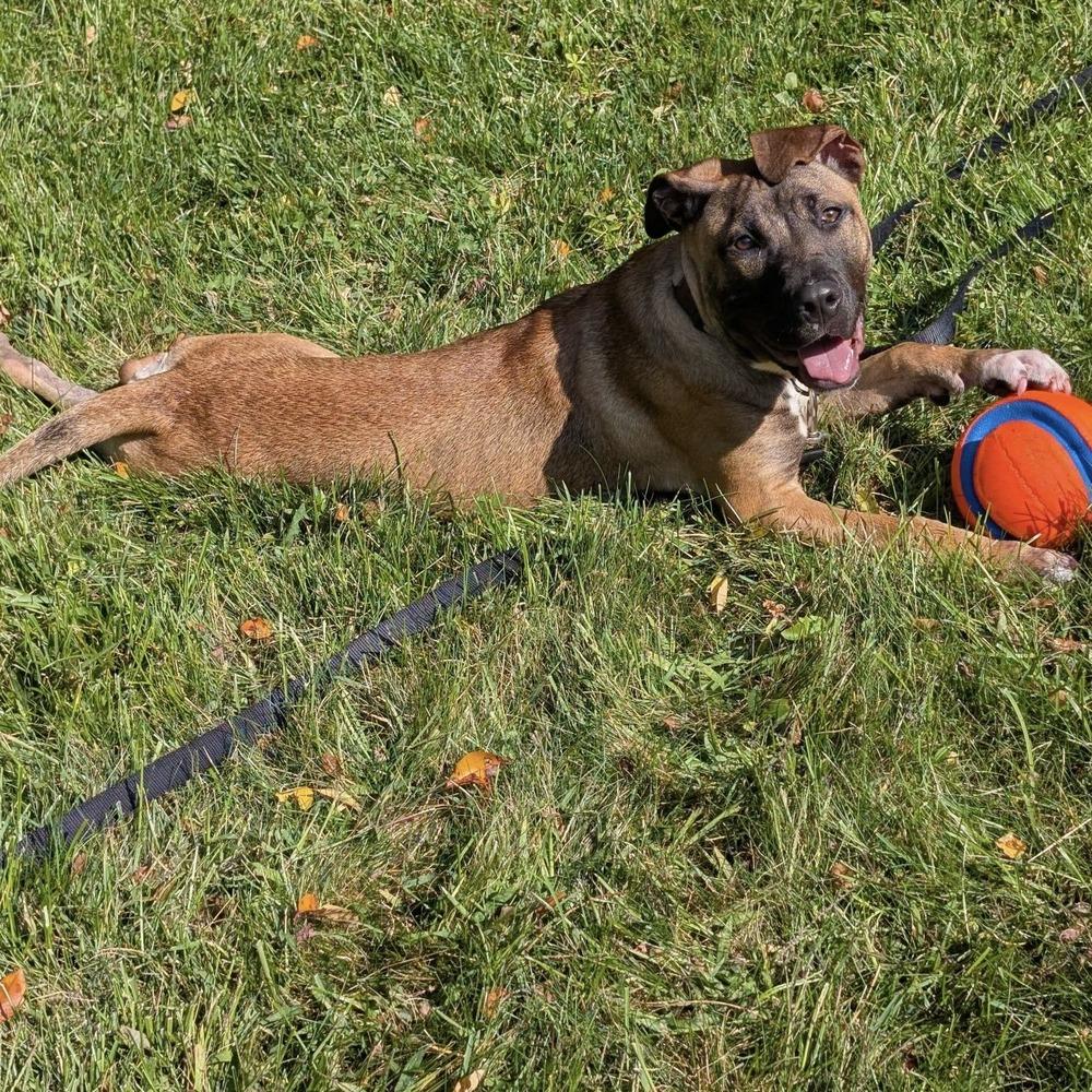 Ardis, a Adoptable mixed breed in Boston, MA image 4/6