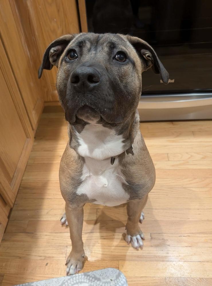 Ardis, a Adoptable mixed breed in Boston, MA image 5/6