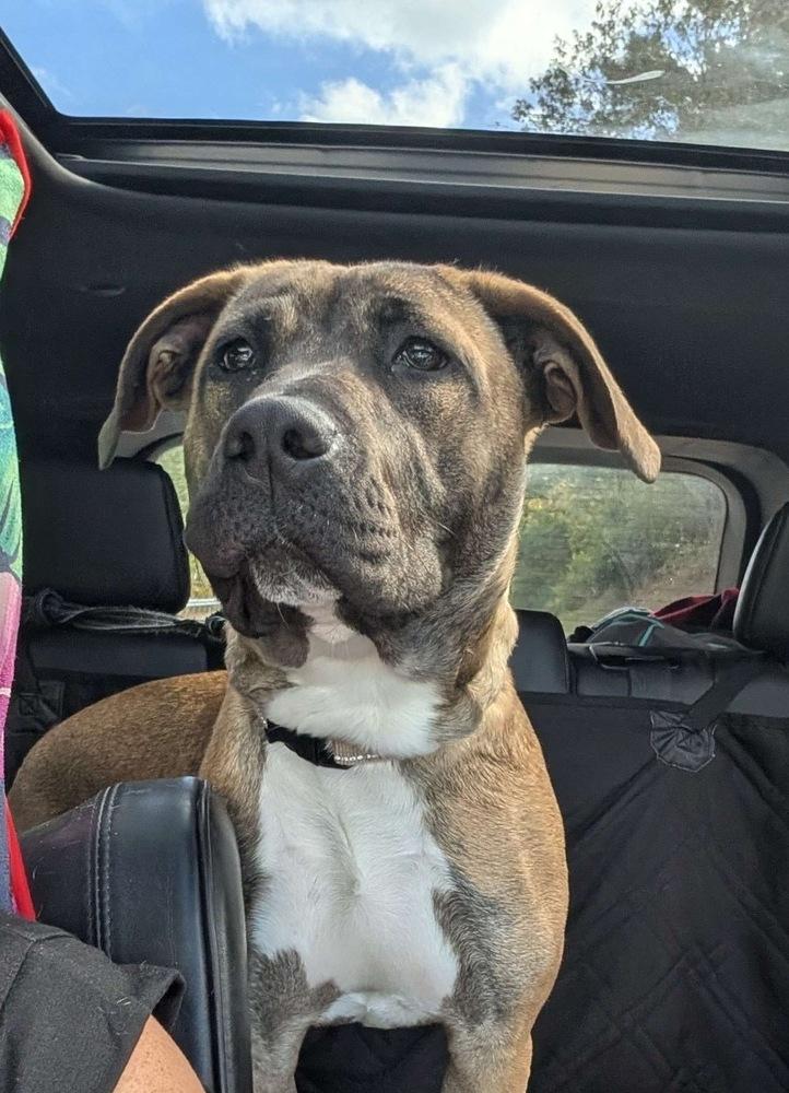 Ardis, a Adoptable mixed breed in Boston, MA image 6/6