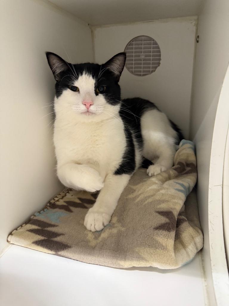 Benny, Adoptable, Adult Male Domestic Short Hair.