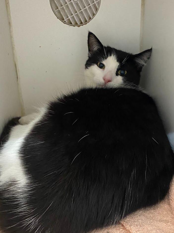 Benny, Adoptable, Adult Male Domestic Short Hair.