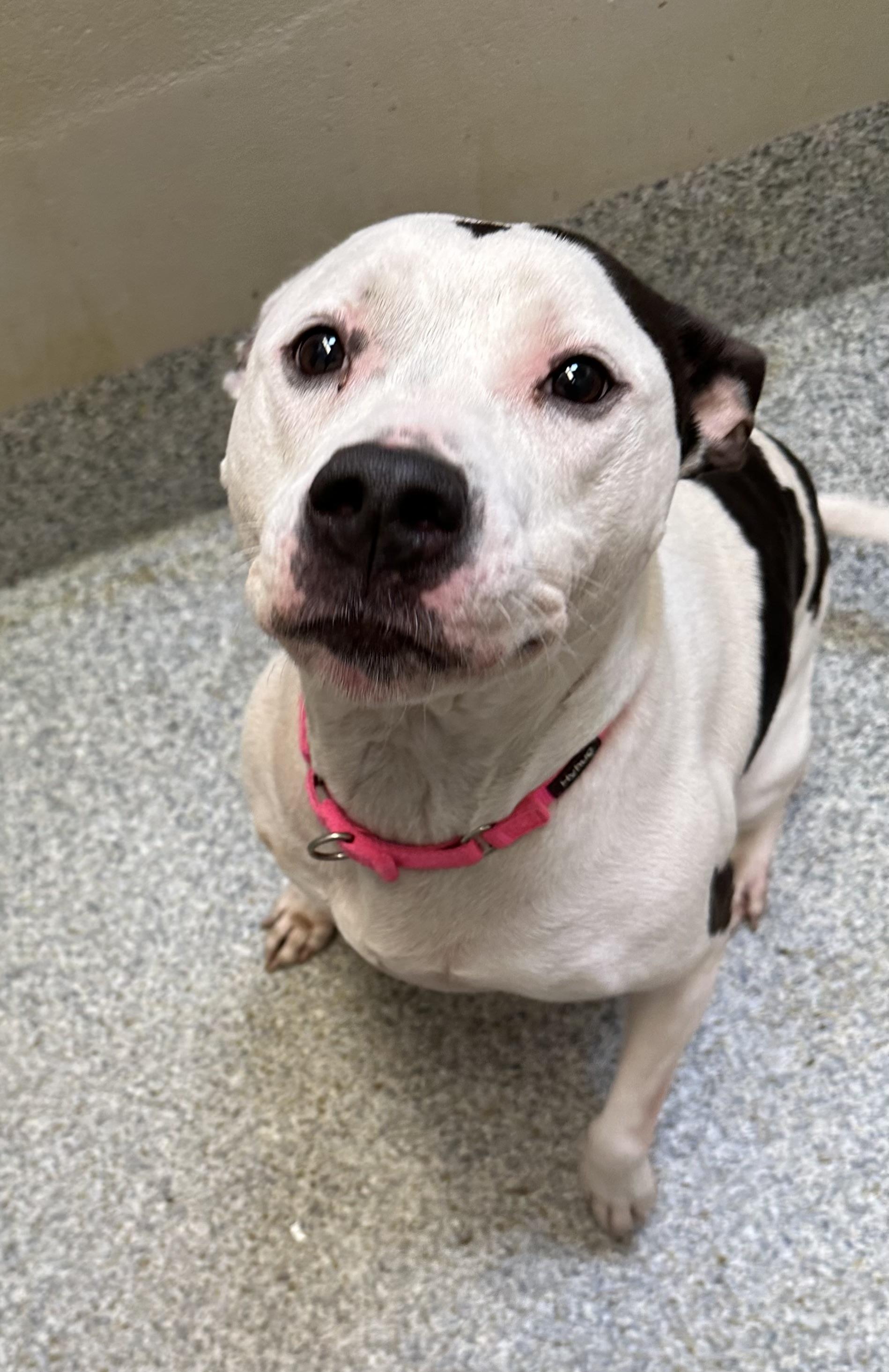 Indie (ID 24559/3772)