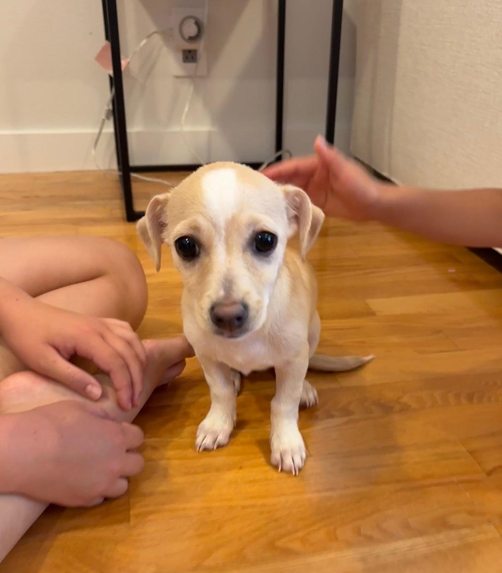 Poppy, Adoptable, Young Female Chihuahua & Dachshund.