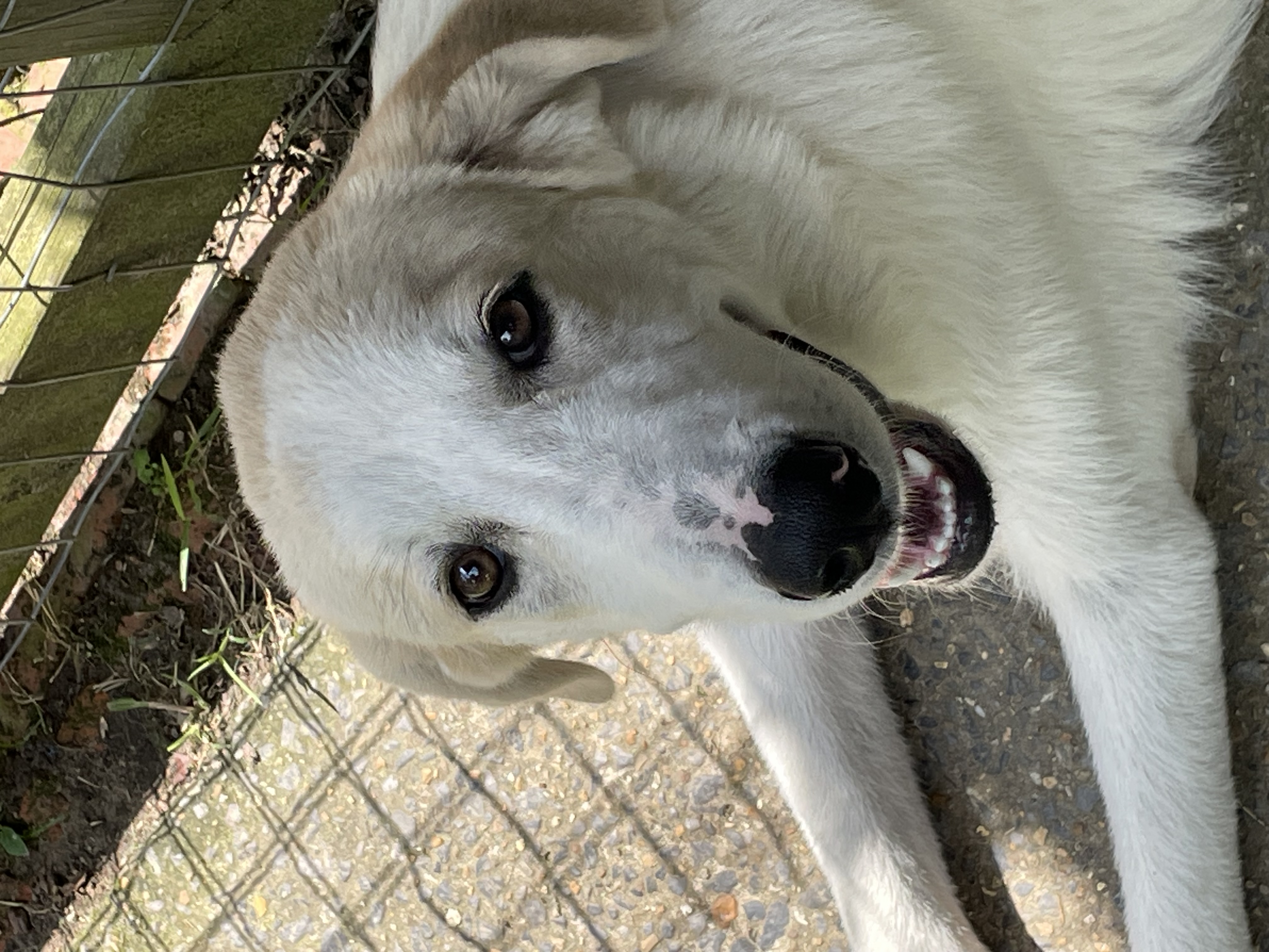 Enlarge Nico, a Adopted mixed breed in South Pittsburg, TN image 1/5