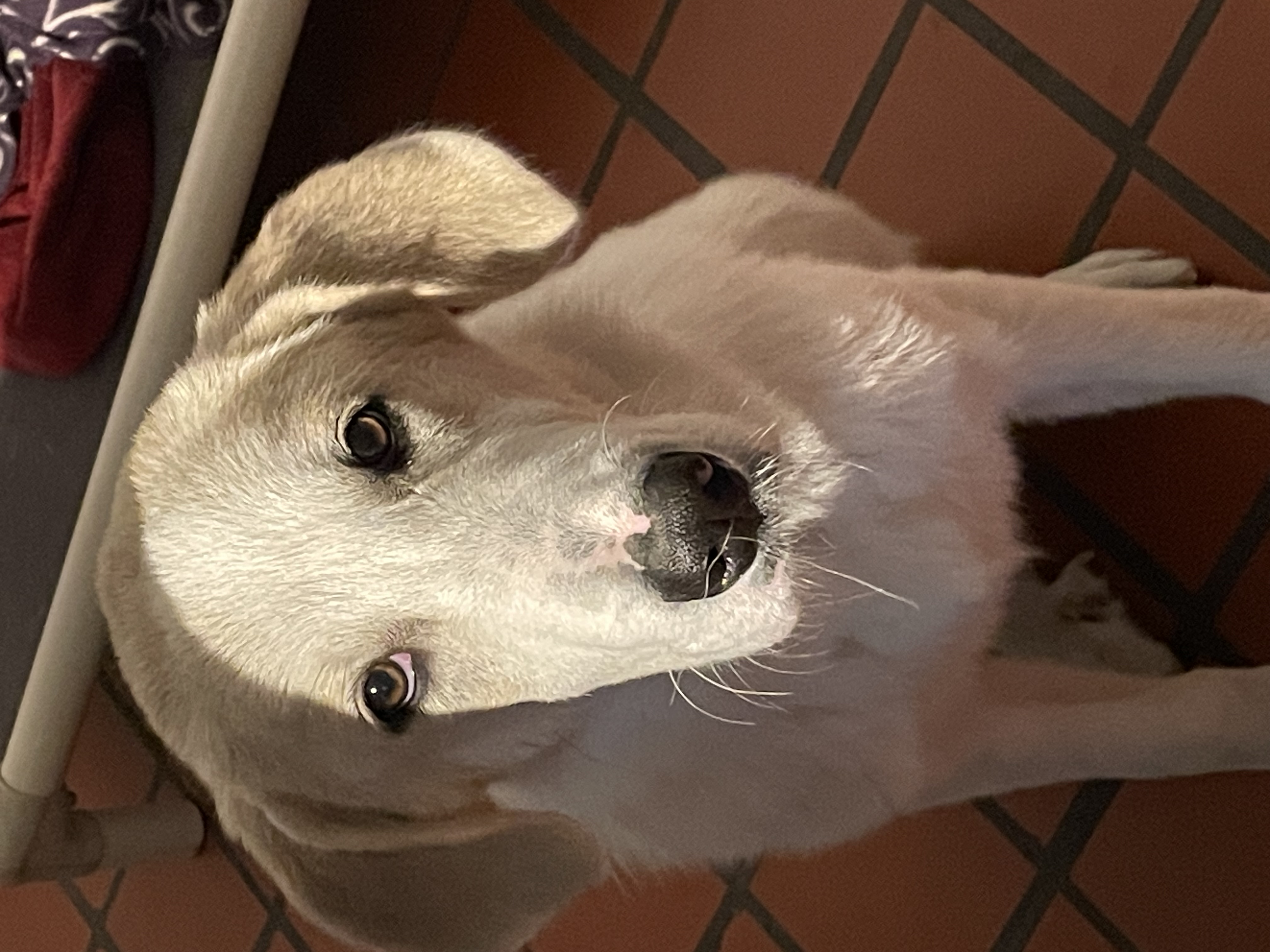 Enlarge Nico, a Adopted mixed breed in South Pittsburg, TN image 2/5