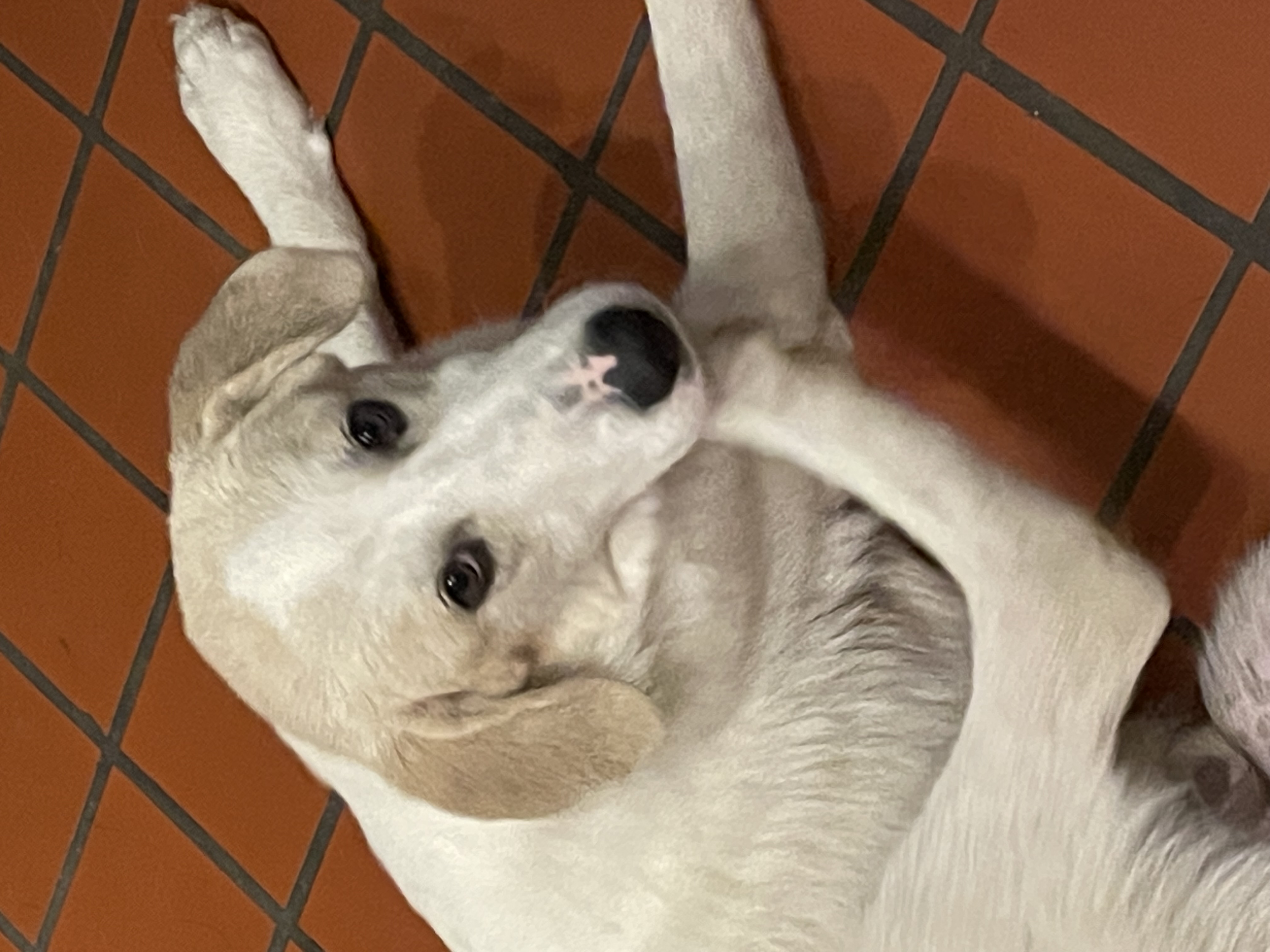 Enlarge Nico, a Adopted mixed breed in South Pittsburg, TN image 3/5