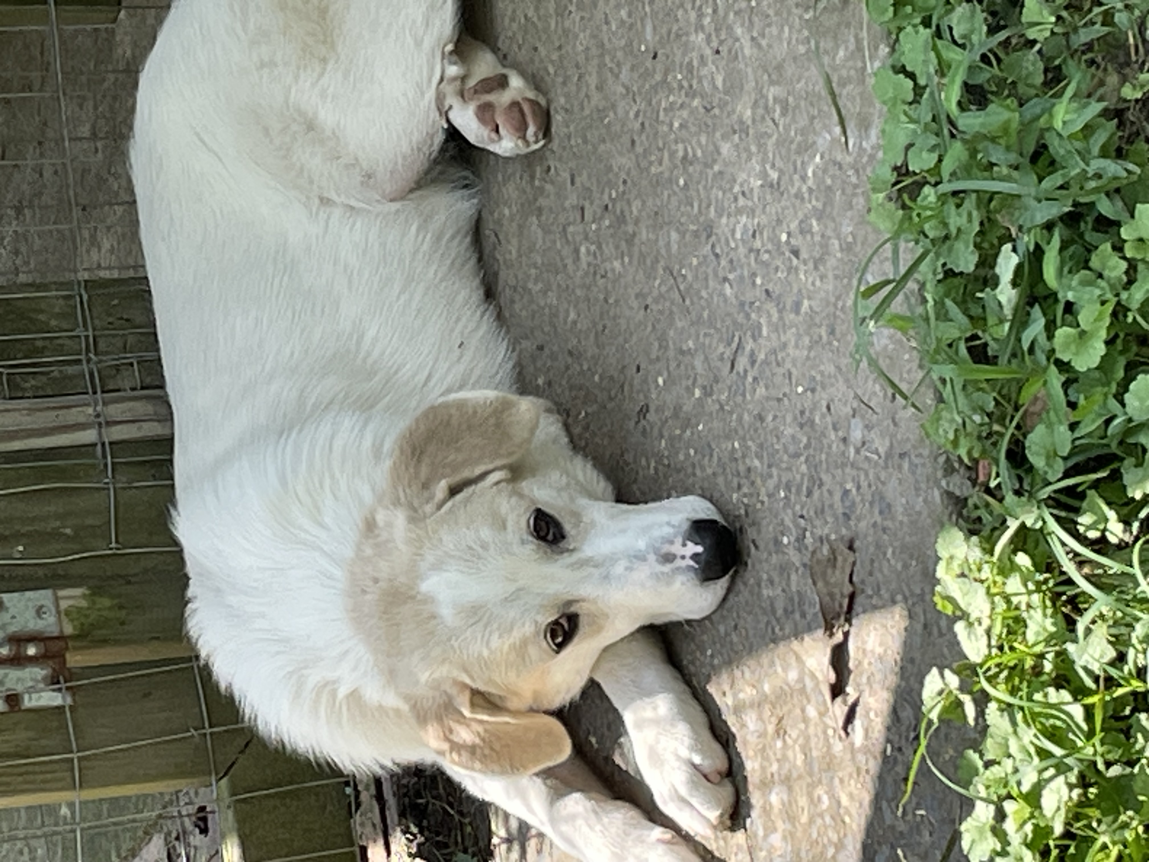 Enlarge Nico, a Adopted mixed breed in South Pittsburg, TN image 4/5