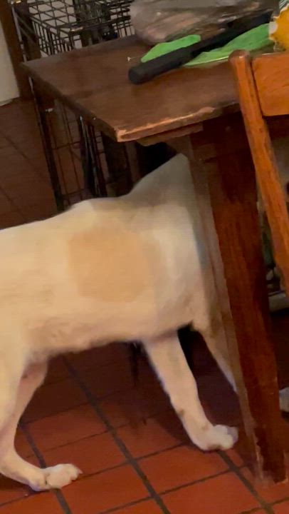 Enlarge Nico, a Adopted mixed breed in South Pittsburg, TN video 5/5