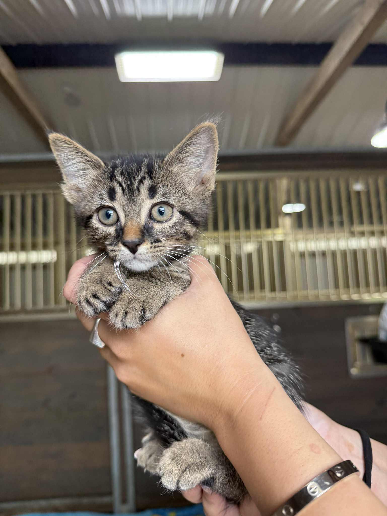 Yen - In Foster