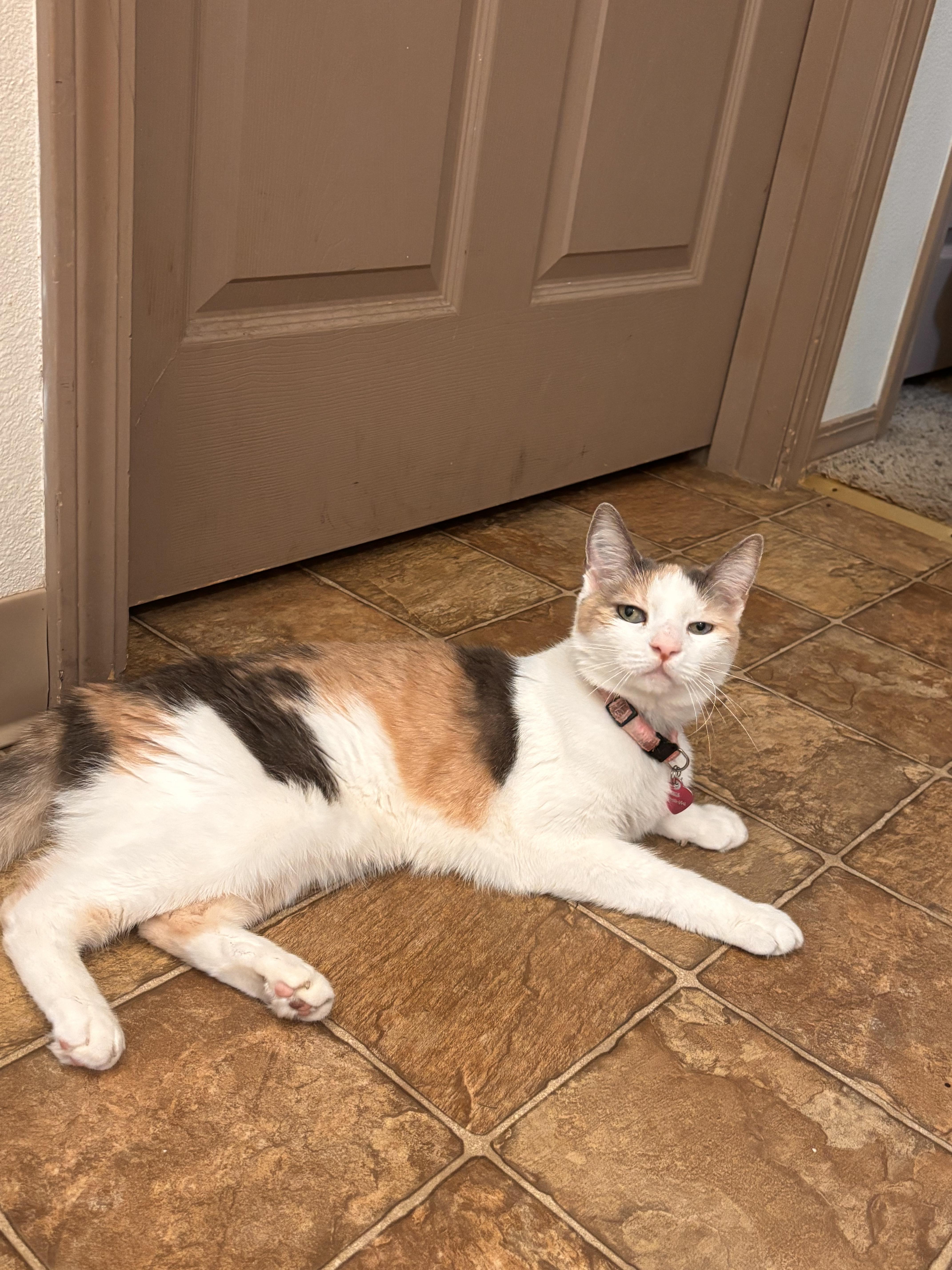 Isis, Adopted, Senior Female Calico.
