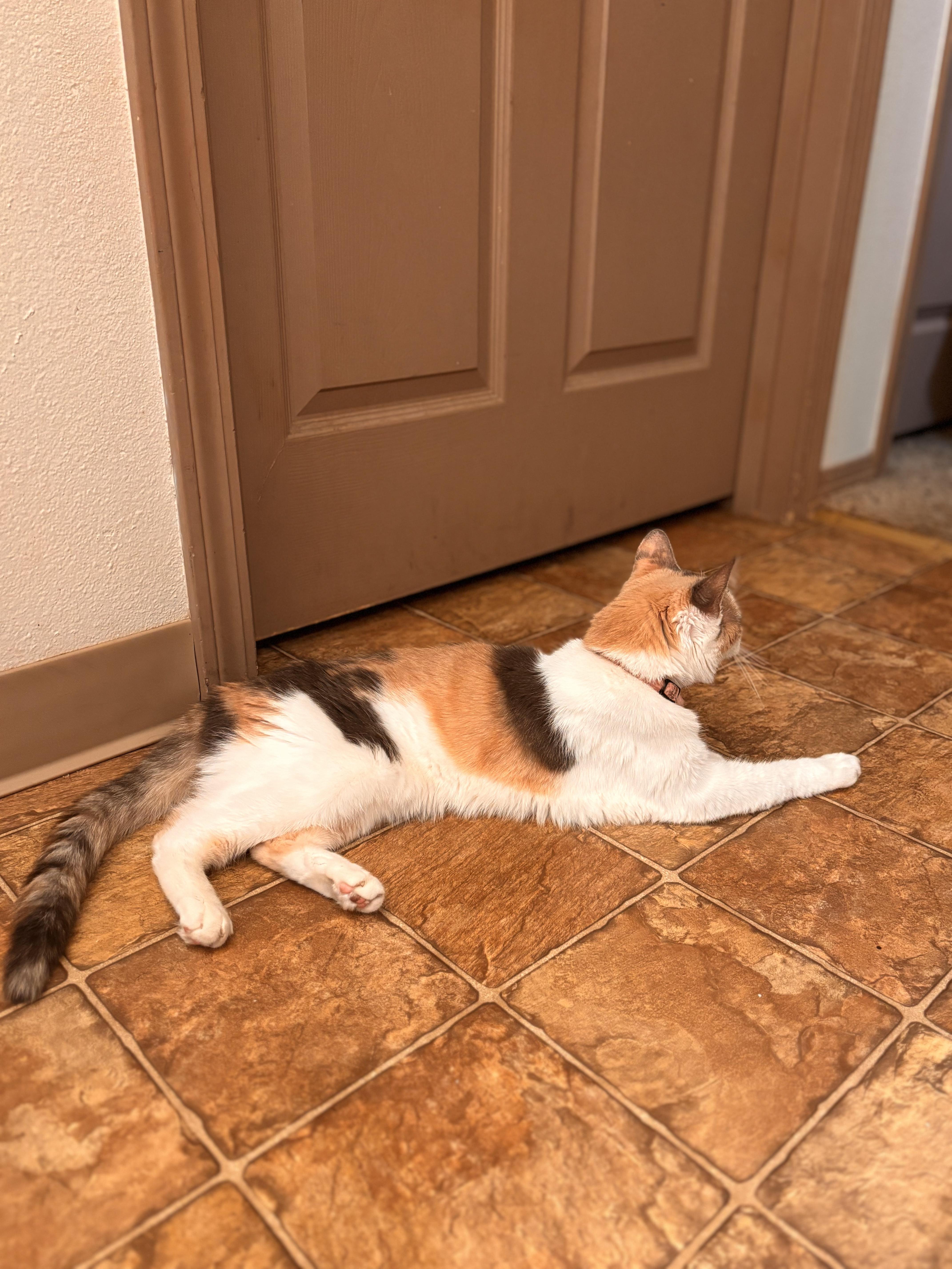 Isis, a Adopted Calico in Roslyn, WA image 2/4