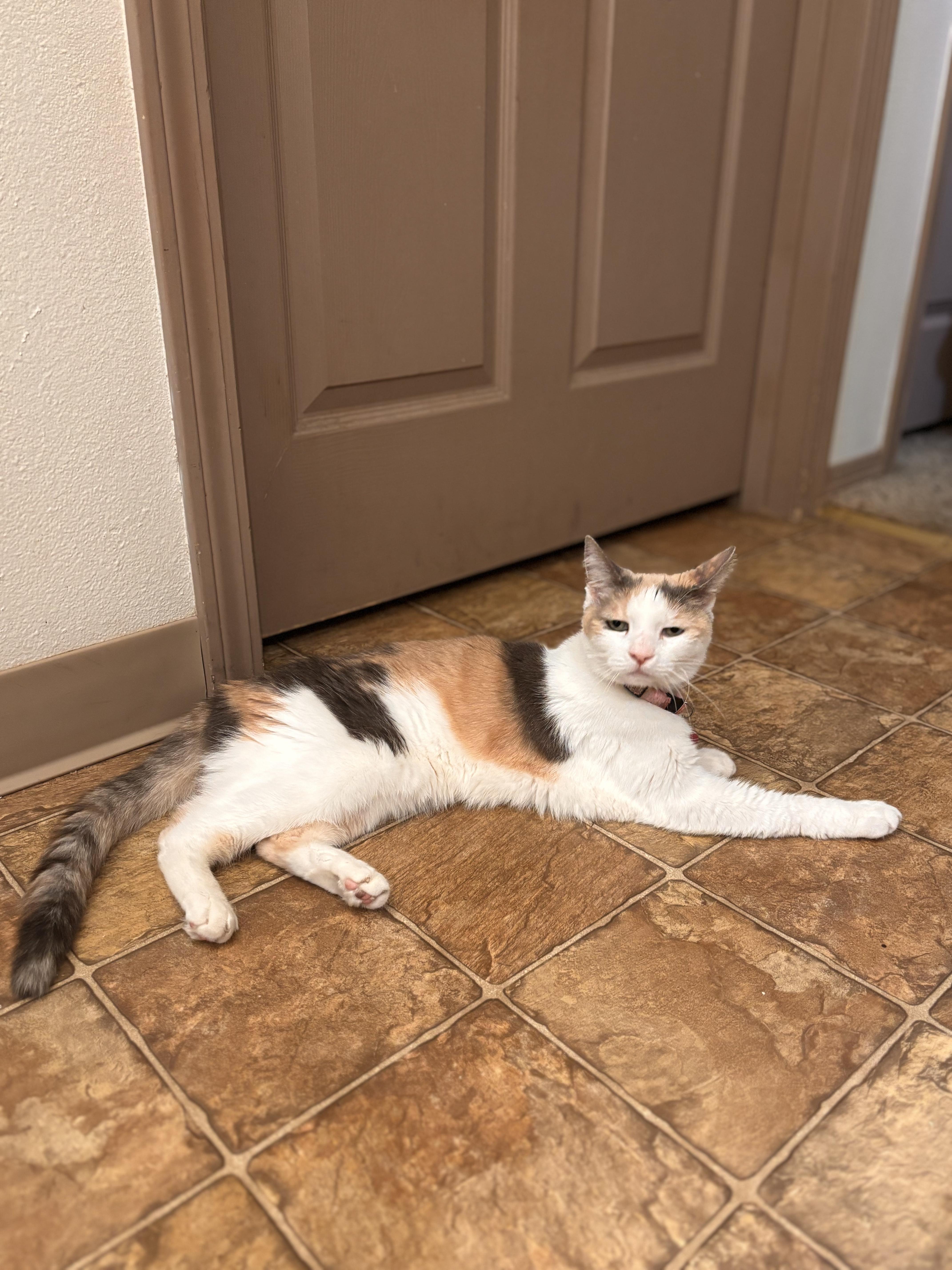 Isis, a Adopted Calico in Roslyn, WA image 3/4