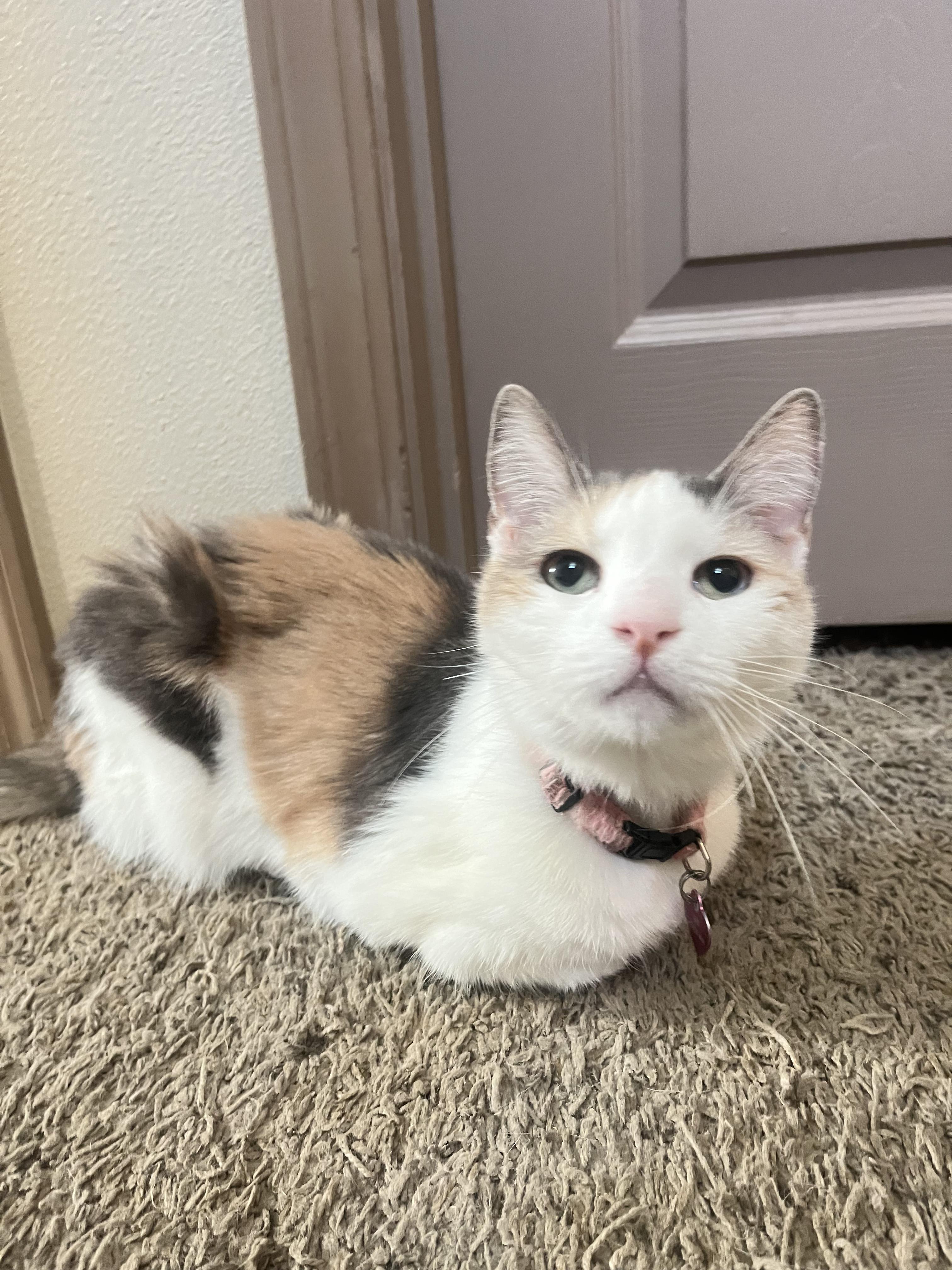 Isis, a Adopted Calico in Roslyn, WA image 4/4