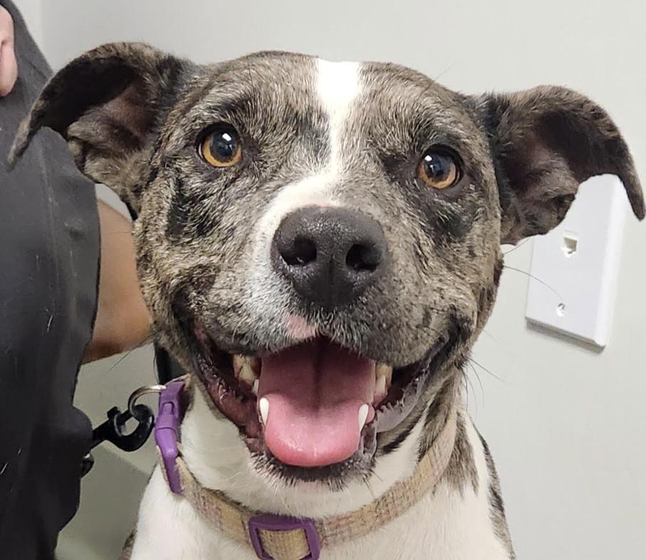 Lotto, a Adoptable mixed breed in Woburn, MA image 3/6