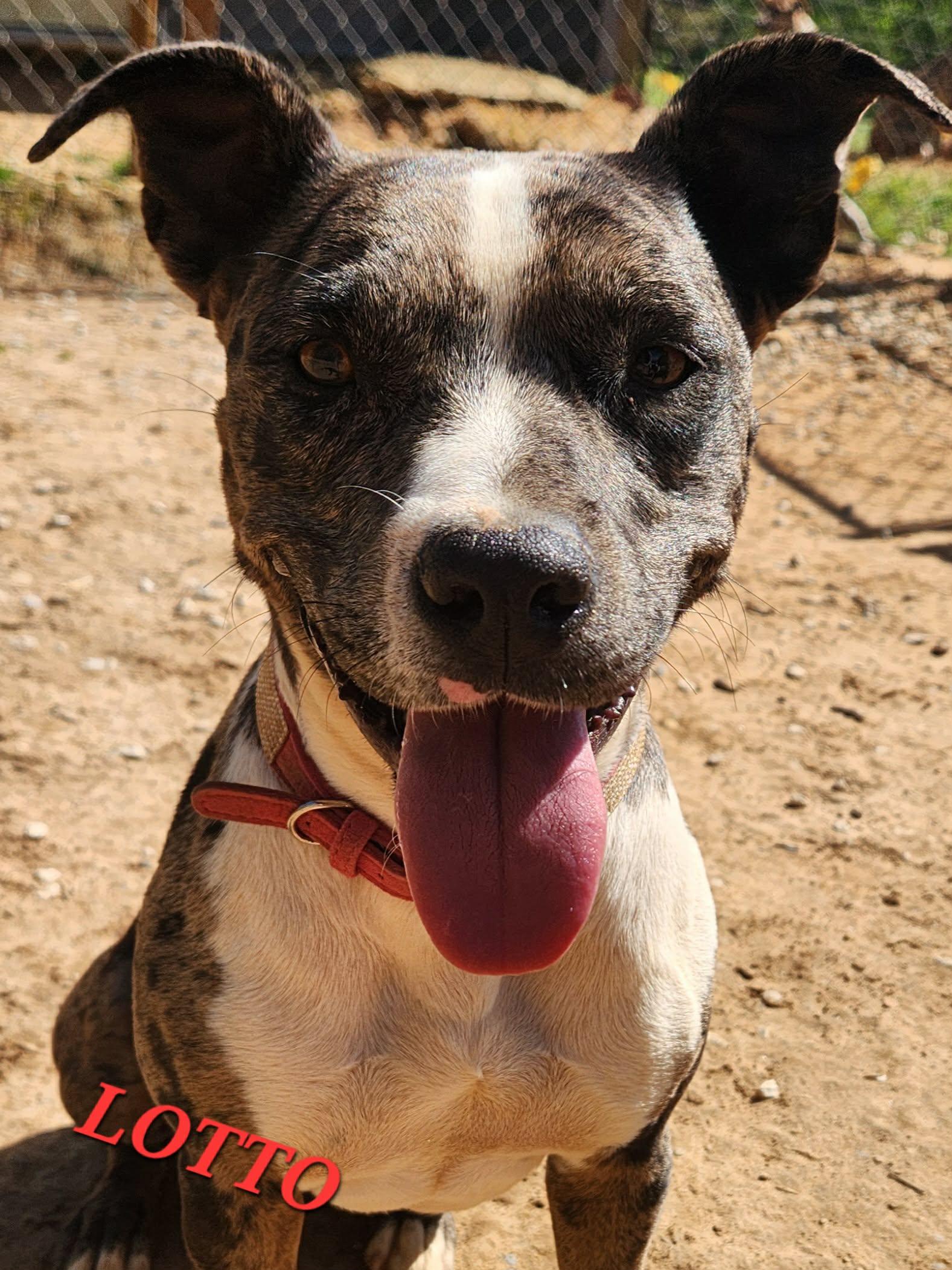 Lotto, a Adoptable mixed breed in Woburn, MA image 6/6