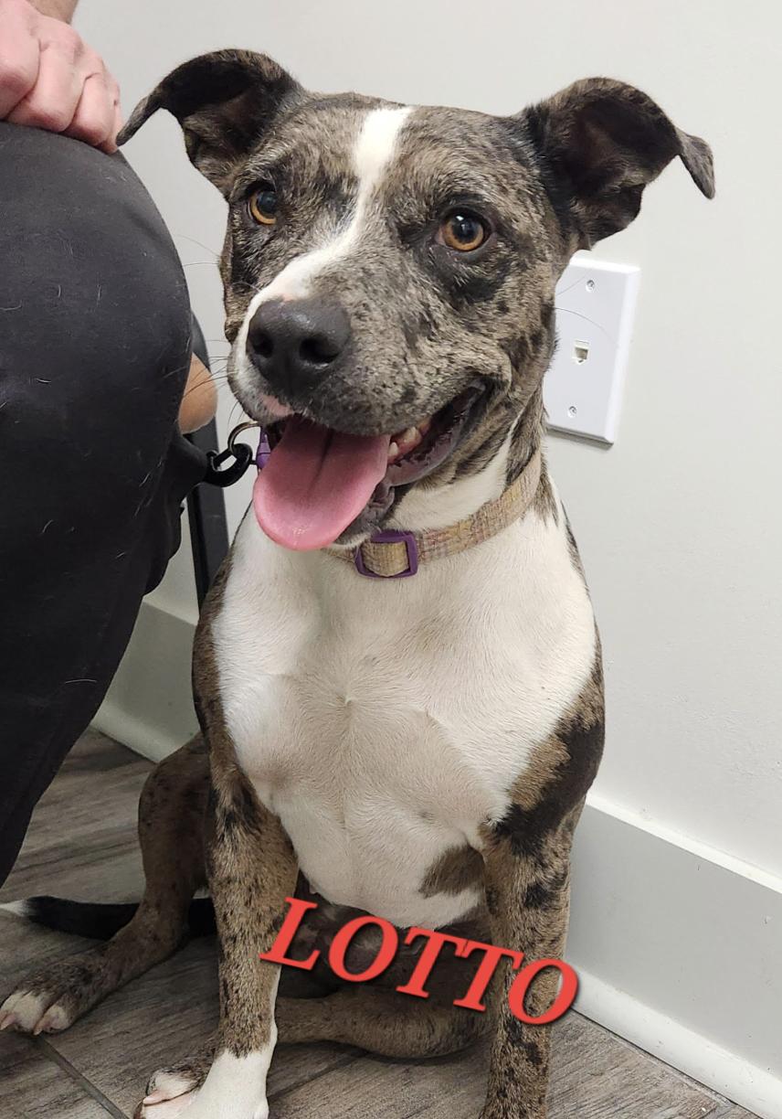 Lotto, a Adoptable mixed breed in Woburn, MA image 4/6