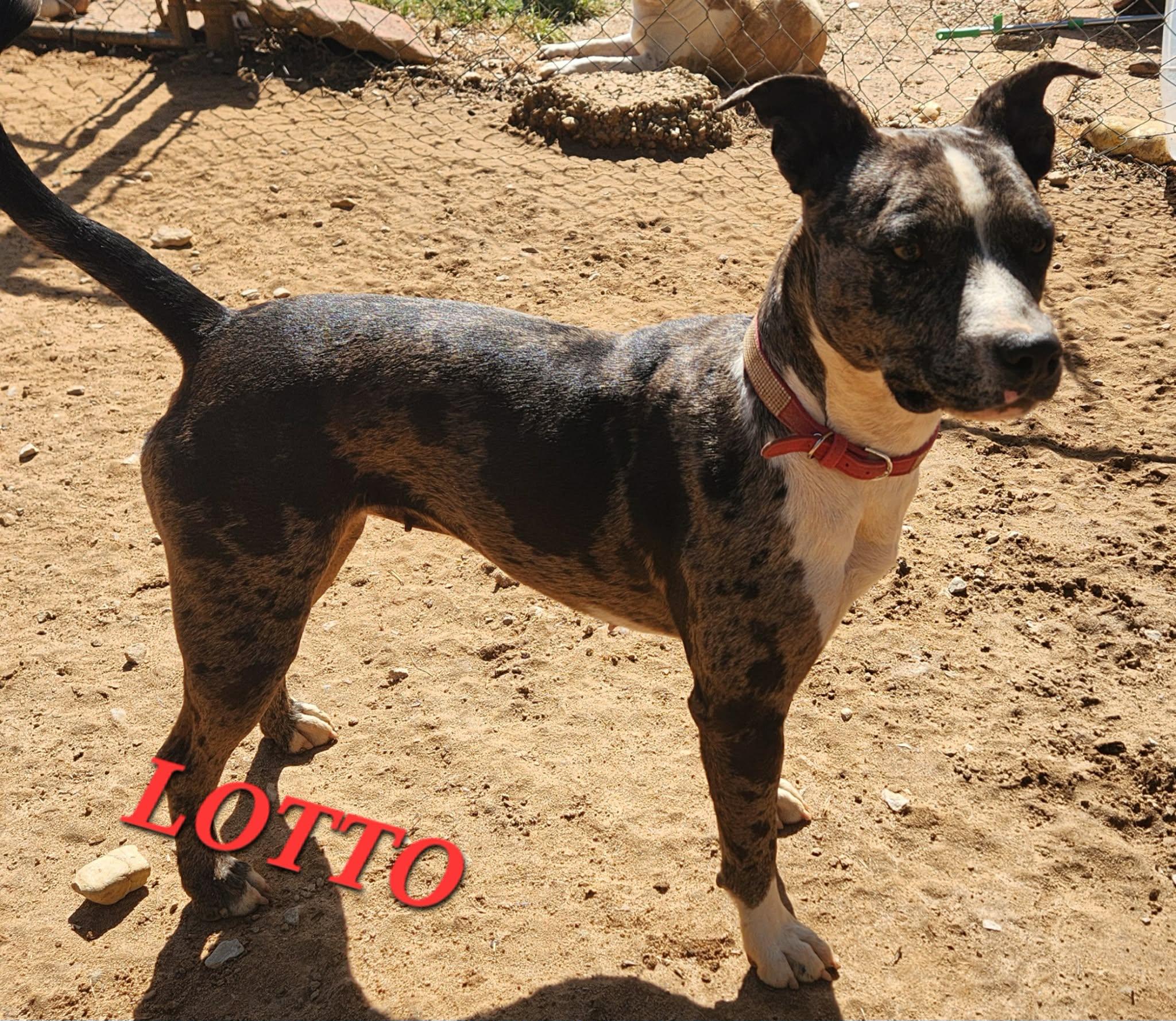 Lotto, a Adoptable mixed breed in Woburn, MA image 2/6