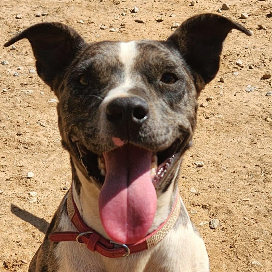 Lotto, Adoptable, Young Female Catahoula Leopard Dog.