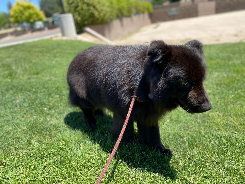 Marco Polo -- California, a Adoptable Border Collie in Oakhurst, CA image 2/10