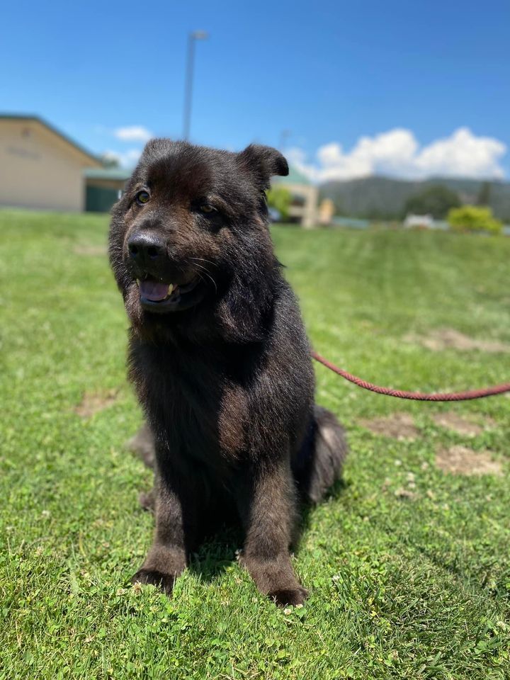 Marco Polo -- California, a Adoptable Border Collie in Oakhurst, CA image 3/10