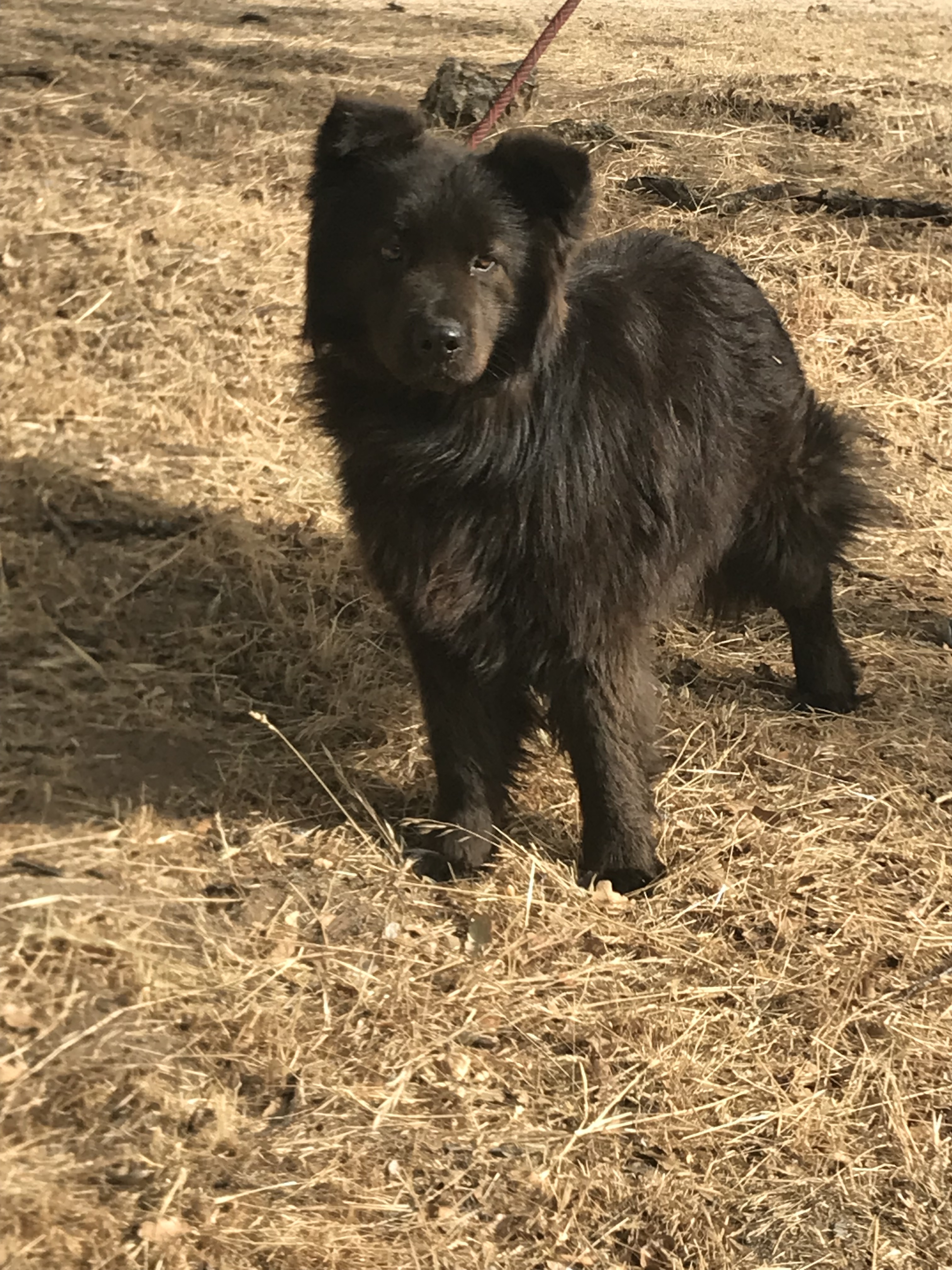 Marco Polo -- California, a Adoptable Border Collie in Oakhurst, CA image 4/10