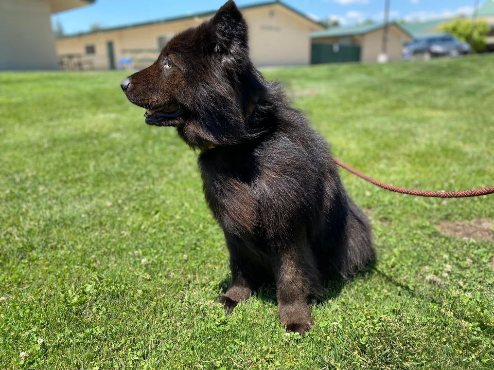 Marco Polo -- California, a Adoptable Border Collie in Oakhurst, CA image 5/10