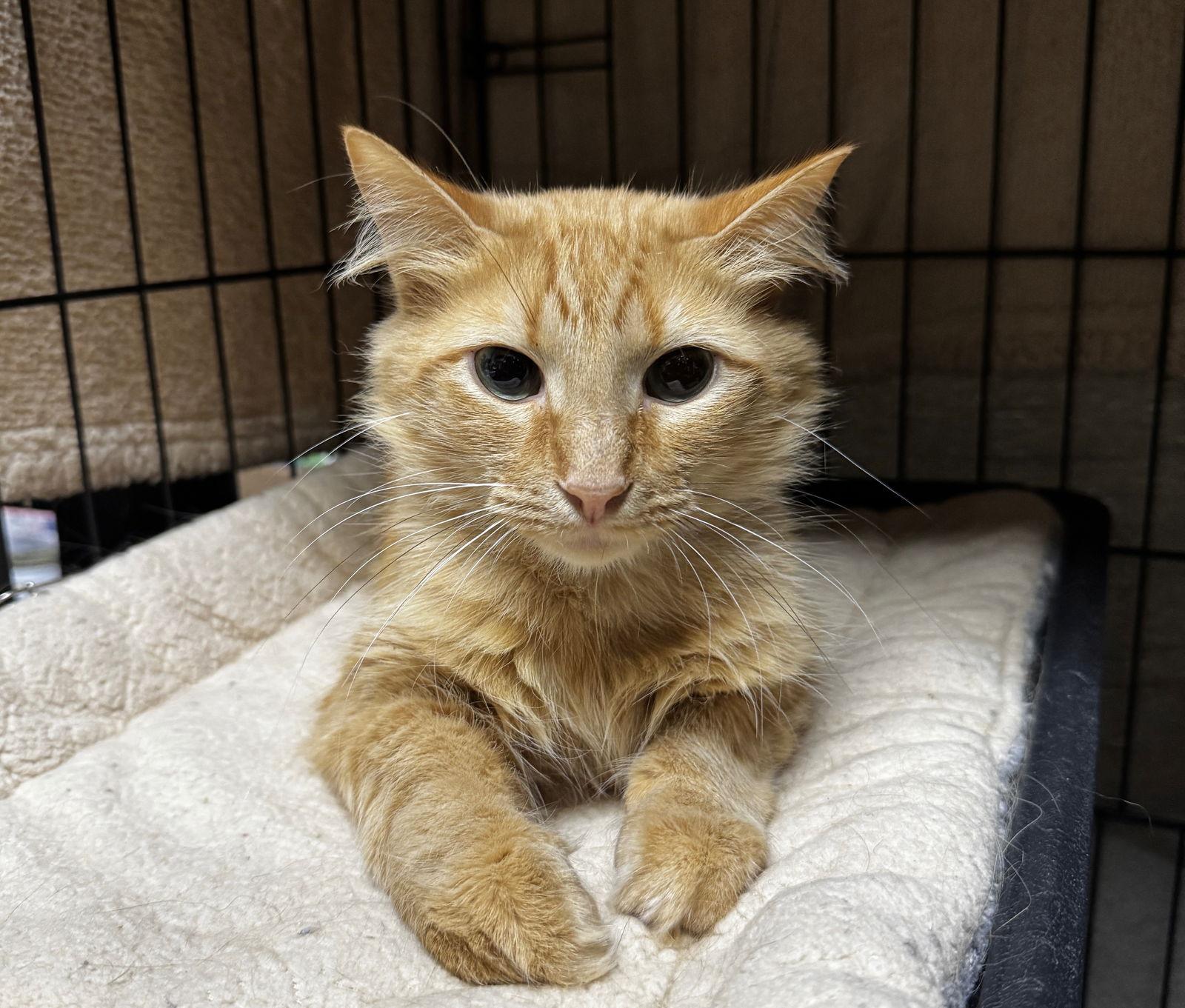 Molly, Adoptable, Adult Female Domestic Short Hair.