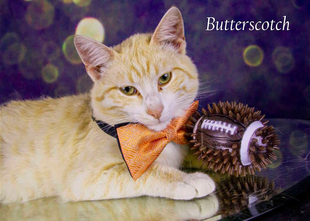 Butterscotch, Adoptable, Adult Male Tabby.