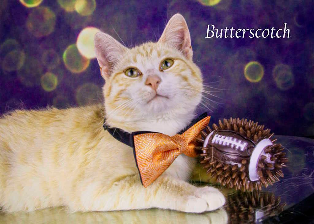 Enlarge Butterscotch, a Adoptable Tabby in York, NE image 2/4