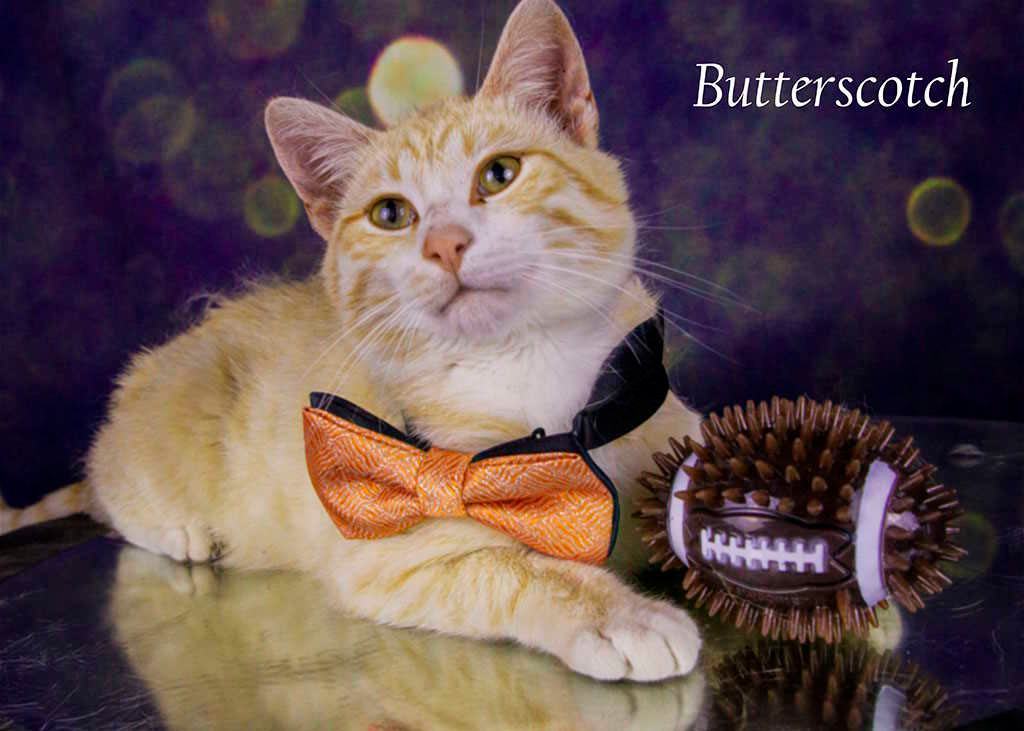 Enlarge Butterscotch, a Adoptable Tabby in York, NE image 3/4