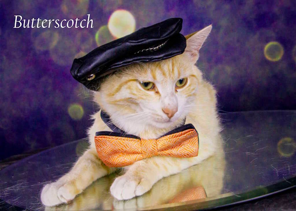 Enlarge Butterscotch, a Adoptable Tabby in York, NE image 4/4