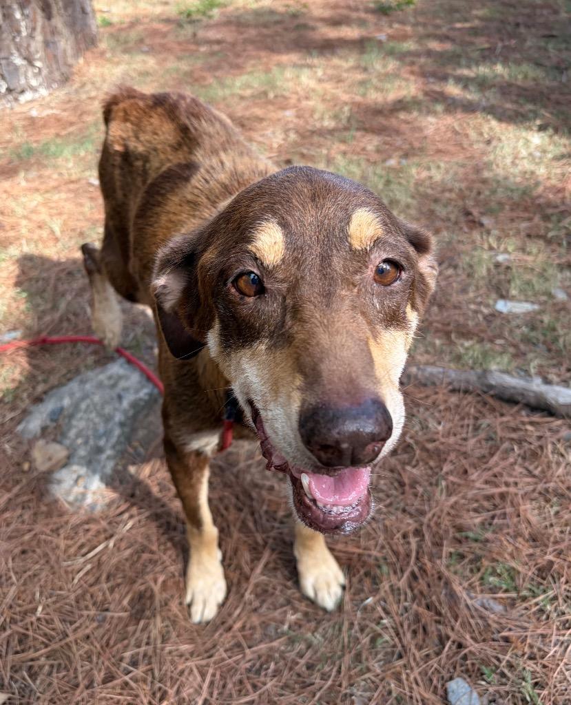 Old Lady Bonnie, Adoptable, Senior Female Labrador Retriever.